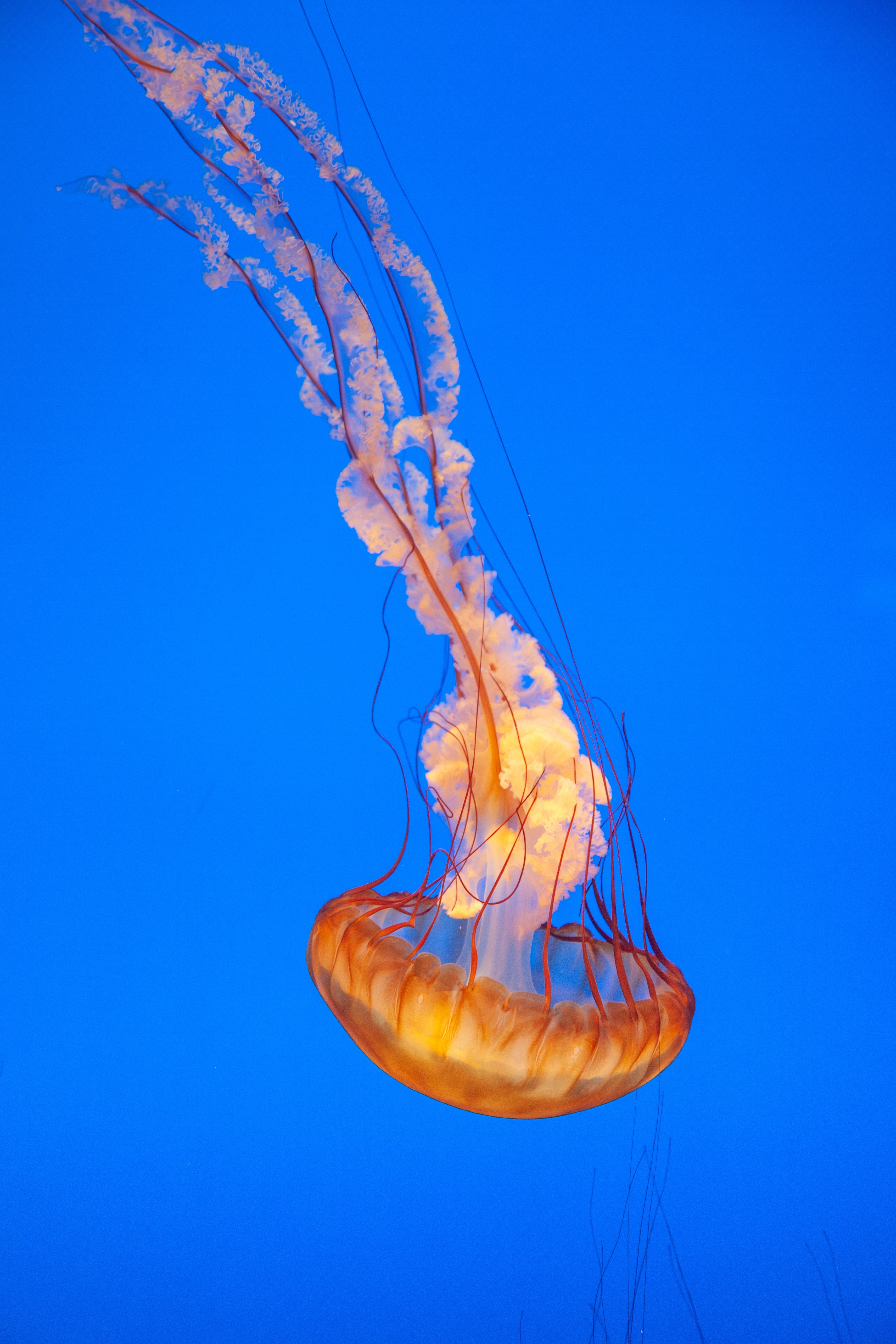 Jellyfish